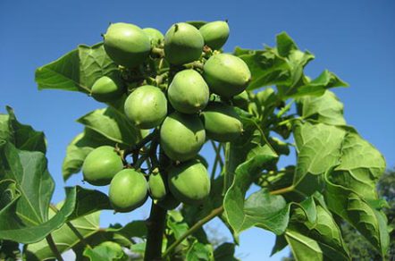 Cuba impulsa la producción de biodiésel a partir de una planta no comestible