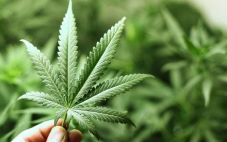 Estuvo 7 meses en prisión preventiva: Otorgan arresto domiciliario a trabajador formalizado por tener planta de marihuana para tratamiento médico de su esposa