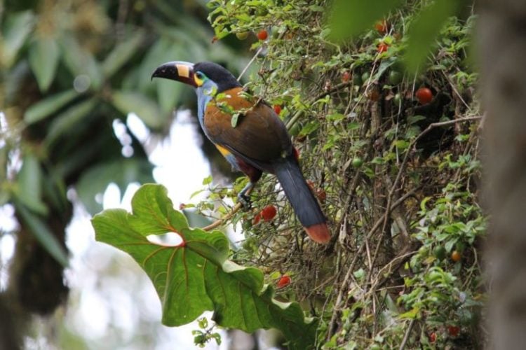 Ecuador: Postulan Al Chocó Andino De Quito Como Reserva De La Biosfera ...