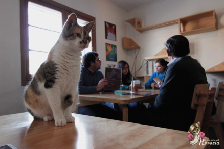 La casa de la Gata Horacia: una experiencia de amor entre felinos y humanos