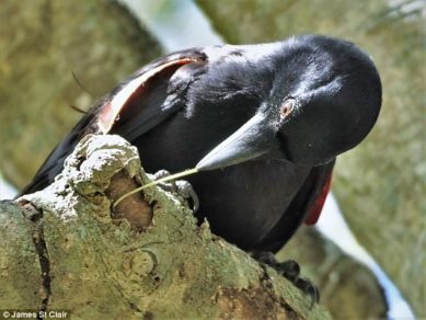 Esta es la sofisticada técnica que usan los cuervos para «pescar» insectos con anzuelos