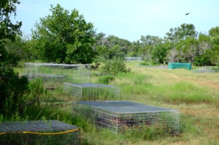 Esta es la espeluznante ‘granja de cadáveres’ donde cuerpos se dejan pudrir al aire libre