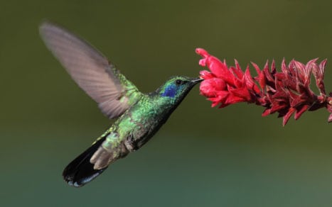 Libro analiza la biodiversidad de polinizadores en Chile, Paraguay y Perú: Colibríes, moscas, abejorros, mariposas y murciélagos son aliados de la agricultura