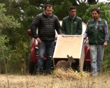 Curepto: Rescatan y liberan a pudú que había sido atacado por perros asilvestrados