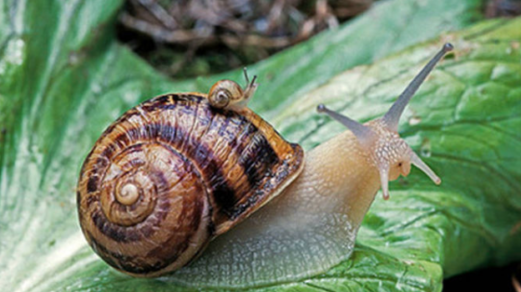 Aumento de caracoles y babosas amenaza biodiversidad de Juan Fernández