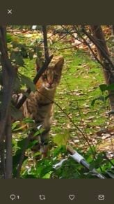 Gato africano suelto en Las Condes: Especialistas advierten irresponsabilidad del dueño y critican al SAG