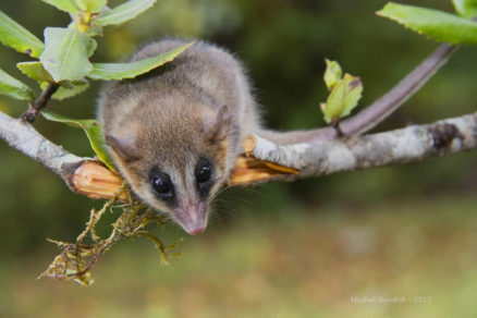 Monito del monte es devuelto a su hábitat natural tras ser rescatado por una vecina