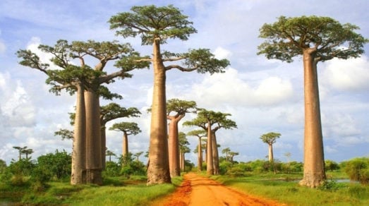 baobab