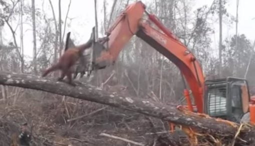 Orangután enfrenta a una excavadora que amenaza su hábitat