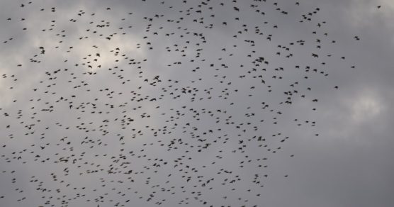 Decenas de pájaros aparecen muertos en una autovía de Cataluña