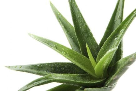 Aloe vera como reparador