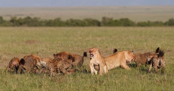 Envenenan a cuatro leones en un parque de Sudáfrica para rituales de magia negra