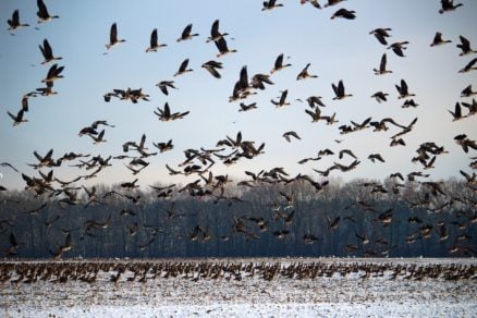 El comportamiento de las aves nos alerta sobre el cambio climático