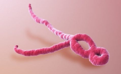 Ebola