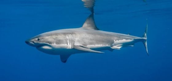 Tiburón blanco visto luego de cuarenta años