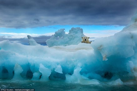 Increibles imágenes de oso polar