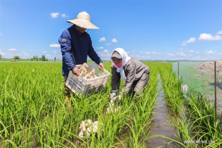 Patos en lugar de pesticidas, la nueva tendencia agroecológica