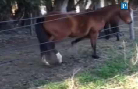 inteligencia de caballo sorprende a todo el mundo