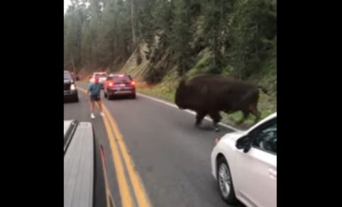 Bisonte es asediado por visitante de parque nacional