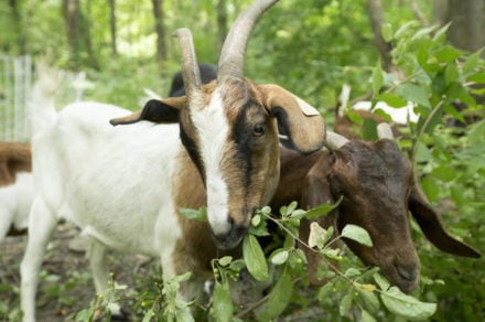 Las cabras leen las expresiones faciales y prefieren a las personas felices