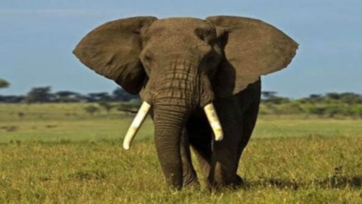 elefante