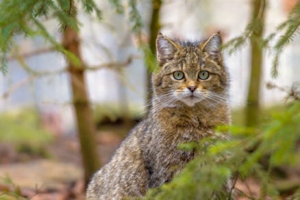 (+Fotos) Un gato ‘narco’ es ‘detenido’ al introducir drogas a una cárcel en Rusia