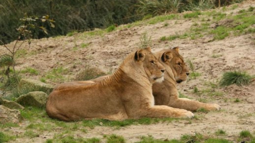 leonas