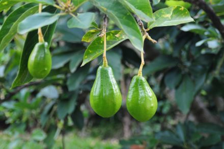 Matan a joven de 20 años durante una pelea por unos aguacates