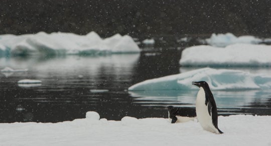 pinguinos