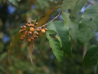 Planta amazónica tiene propiedades para curar el cáncer