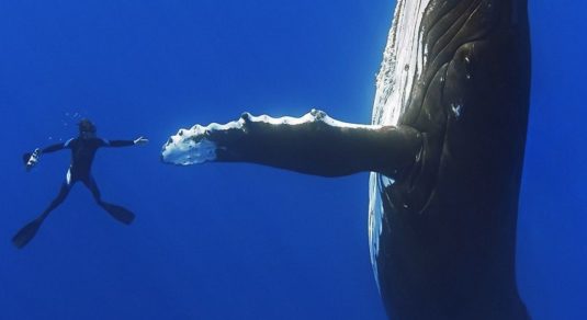 hombre nada con ballena en australia