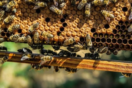 ¿Qué hacer si encuentras un enjambre o panal de abejas en casa?