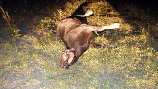 Argentino asegura que una “fuerza” de otro planeta masacró su ganado