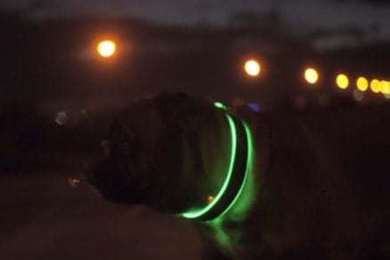 Protección canina: Crean collares luminosos para evitar que los perros callejeros sean arrollados