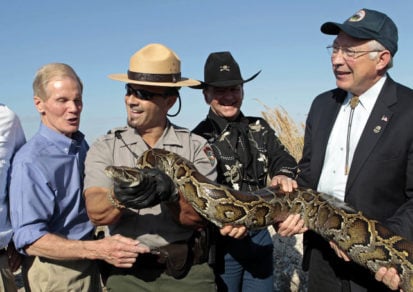 Serpiente híbrida