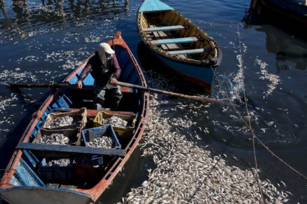 Formalizarán a ex funcionario de la Armada que autorizó vertimiento de salmones podridos en Chiloé