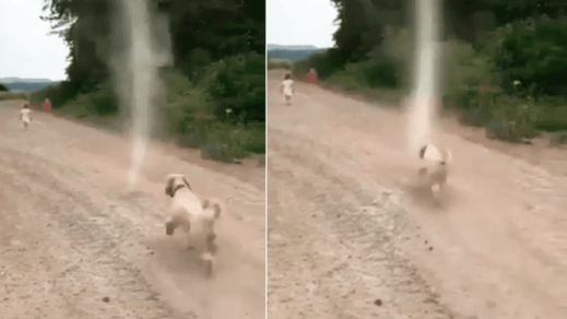 (+Video) Final épico deja enfrentamiento de un perro con un tornado