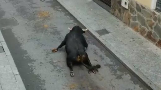 (+Vídeo) Tradición salvaje: Dramática imagen muestra cómo un toro se parte las patas traseras en los encierros en Mejorada del Campo