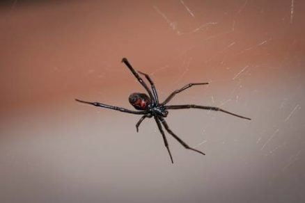 Las viudas negras tejen super telarañas con resistencia de acero