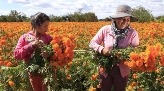 flores listas pra el día de los muertos