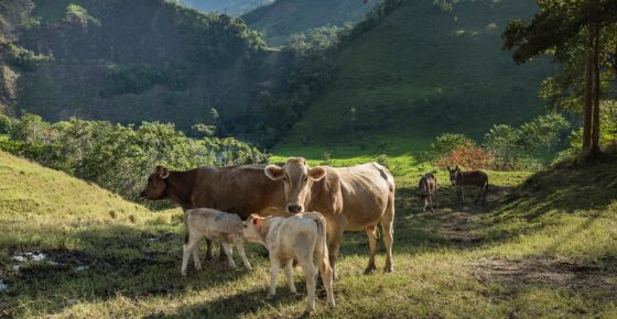 Informe global: La humanidad ha eliminado a un 60% de los animales desde los ’70