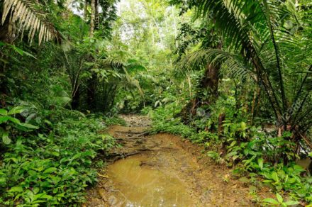 Descubren nuevas especies de flora y fauna en el Parque Nacional del Darién