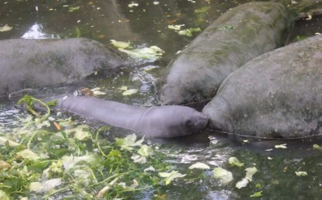 Ambiente contaminado provocó estrés y la muerte de 48 manatíes en Tabasco, México