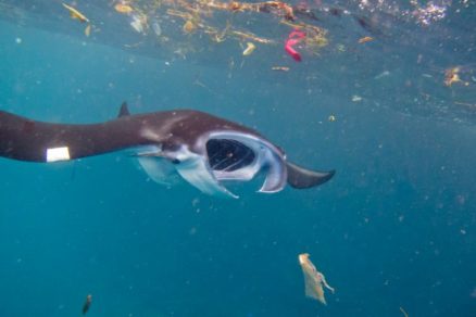 (Video) Captan el momento cuando una mantarraya se traga un desecho plástico