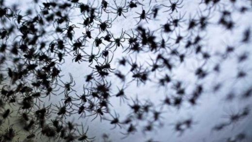 (VIdeo) Miles de arañas invaden carretera en EE. UU. generando pánico en los habitantes