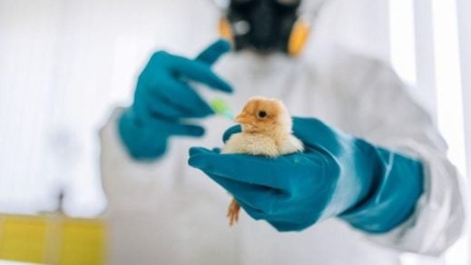 ¿A qué juegan? Insólito cruce de células humanas con embriones de pollo