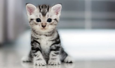 China aspira ser la cuna del primer gato nacido por clonación