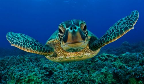 Las tortugas marinas tienen microplásticos en su estómago