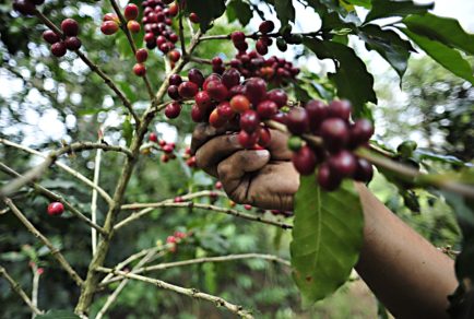 Presentan ruta del café que beneficiará a municipios de la Sierra Nororiental