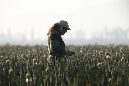 Violencia de género en pandemia: Investigación revela similitudes y diferencias entre el abordaje estatal en Chile y Argentina